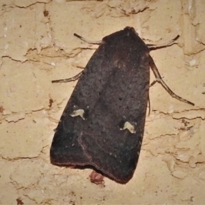 Diarsia intermixta at Wanniassa, ACT - 1 May 2022