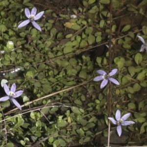 Isotoma fluviatilis subsp. australis at Nanima, NSW - 1 May 2022