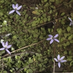 Isotoma fluviatilis subsp. australis (Swamp Isotome) at Nanima, NSW - 1 May 2022 by AlisonMilton