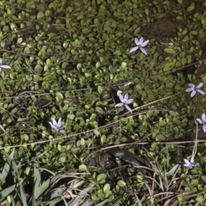 Isotoma fluviatilis subsp. australis at Nanima, NSW - 1 May 2022