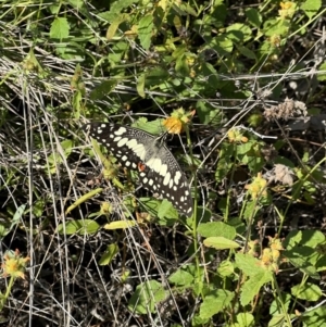 Papilio demoleus at Angledool, NSW - 1 May 2022