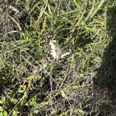 Papilio demoleus at Angledool, NSW - 1 May 2022 03:21 PM