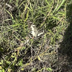 Papilio demoleus at Angledool, NSW - 1 May 2022