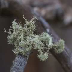 Usnea sp. (Bearded lichen) at Nanima, NSW - 1 May 2022 by AlisonMilton