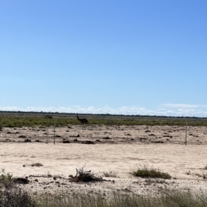 Dromaius novaehollandiae at Talawanta, NSW - 2 May 2022