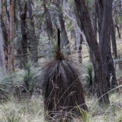 Xanthorrhoea glauca subsp. angustifolia (Grey Grass-tree) at Nanima, NSW - 1 May 2022 by AlisonMilton