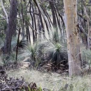 Xanthorrhoea glauca subsp. angustifolia at Nanima, NSW - 1 May 2022