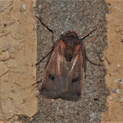 Agrotis porphyricollis (Variable Cutworm) at Wanniassa, ACT - 2 May 2022 by JohnBundock