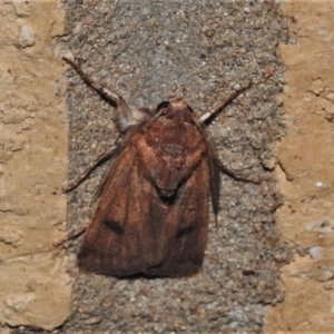 Proteuxoa (genus) at Wanniassa, ACT - 2 May 2022