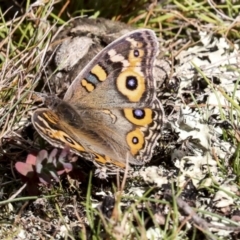 Junonia villida at Nanima, NSW - 1 May 2022