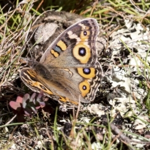 Junonia villida at Nanima, NSW - 1 May 2022