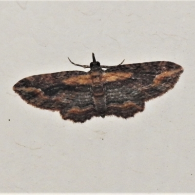 Chloroclystis filata (Filata Moth, Australian Pug Moth) at Wanniassa, ACT - 1 May 2022 by JohnBundock