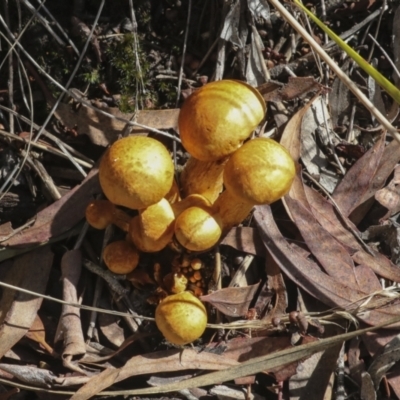 Unverified Cap on a stem; gills below cap [mushrooms or mushroom-like] by AlisonMilton