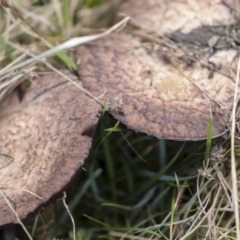 Agaricus sp. (Agaricus) at Nanima, NSW - 1 May 2022 by AlisonMilton