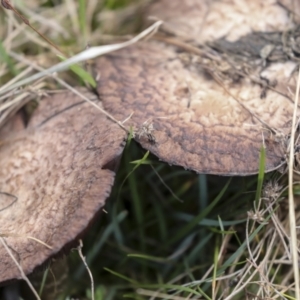 Agaricus sp. at Nanima, NSW - 1 May 2022