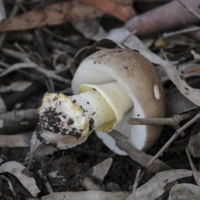 Amanita sp. (Amanita sp.) at Nanima, NSW - 1 May 2022 by AlisonMilton