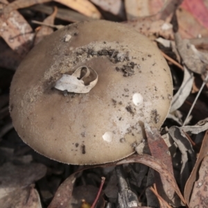 Amanita sp. at Nanima, NSW - 1 May 2022