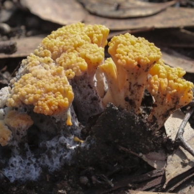 Ramaria sp. (A Coral fungus) at Nanima, NSW - 1 May 2022 by AlisonMilton