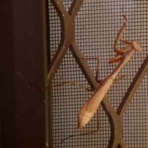 Archimantis sp. (genus) at Kambah, ACT - 2 May 2022 12:54 PM