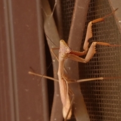 Archimantis sp. (genus) at Kambah, ACT - 2 May 2022 12:54 PM