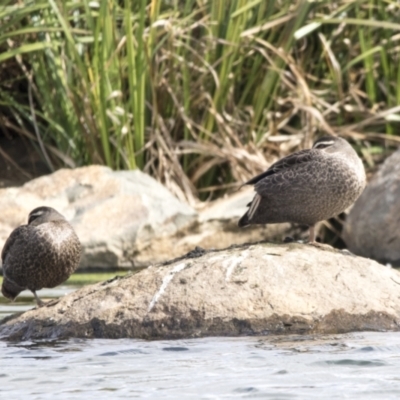 Anas superciliosa (Pacific Black Duck) at Molonglo Valley, ACT - 26 Apr 2022 by AlisonMilton