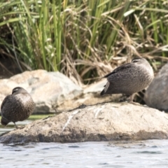Anas superciliosa (Pacific Black Duck) at Molonglo Valley, ACT - 26 Apr 2022 by AlisonMilton