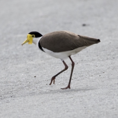 Vanellus miles (Masked Lapwing) at Molonglo Valley, ACT - 26 Apr 2022 by AlisonMilton