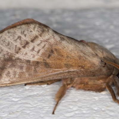 Oxycanus australis (Southern Oxycanus) at Melba, ACT - 19 Apr 2022 by kasiaaus