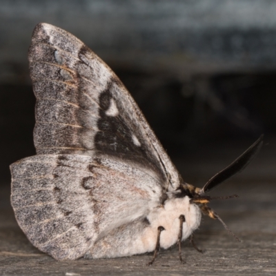 Chelepteryx collesi (White-stemmed Gum Moth) at Melba, ACT - 20 Apr 2022 by kasiaaus