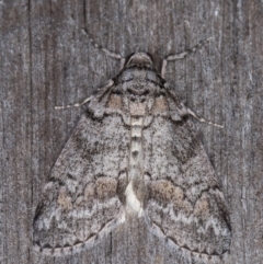 Smyriodes trigramma (Stippled Line Moth) at Melba, ACT - 20 Apr 2022 by kasiaaus