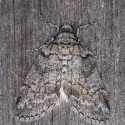 Smyriodes trigramma (Stippled Line Moth) at Melba, ACT - 20 Apr 2022 by kasiaaus