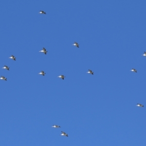 Pelecanus conspicillatus at Fyshwick, ACT - 2 May 2022