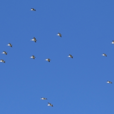 Pelecanus conspicillatus (Australian Pelican) at Fyshwick, ACT - 2 May 2022 by RodDeb