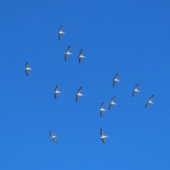 Pelecanus conspicillatus at Fyshwick, ACT - 2 May 2022