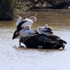 Pelecanus conspicillatus at Fyshwick, ACT - 2 May 2022