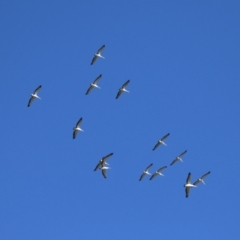 Pelecanus conspicillatus at Fyshwick, ACT - 2 May 2022 12:41 PM