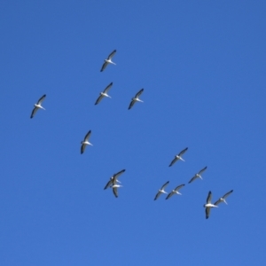 Pelecanus conspicillatus at Fyshwick, ACT - 2 May 2022