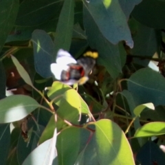 Delias nigrina (Black Jezebel) at Fyshwick, ACT - 2 May 2022 by RodDeb