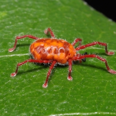 Trombidiidae (family) (Red velvet mite) at Tidbinbilla Nature Reserve - 1 Feb 2022 by TimL