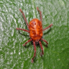 Trombidiidae (family) at Paddys River, ACT - 1 Feb 2022