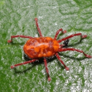 Trombidiidae (family) at Paddys River, ACT - 1 Feb 2022