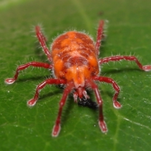 Trombidiidae (family) at Paddys River, ACT - 1 Feb 2022