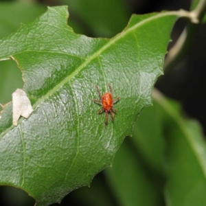 Trombidiidae (family) at Paddys River, ACT - 1 Feb 2022