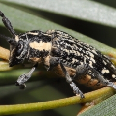 Ancita crocogaster (Longhorn or Longicorn beetle) at ANBG - 5 Feb 2022 by TimL