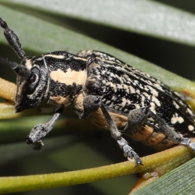 Ancita crocogaster (Longhorn or Longicorn beetle) at Acton, ACT - 6 Feb 2022 by TimL