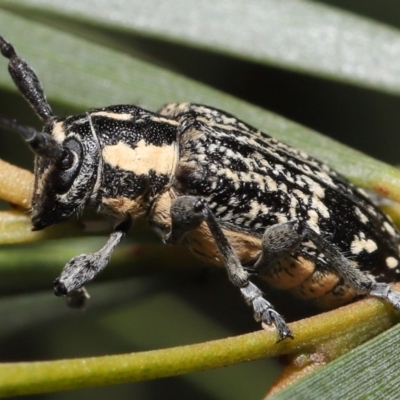 Ancita crocogaster (Longhorn or Longicorn beetle) at Acton, ACT - 6 Feb 2022 by TimL