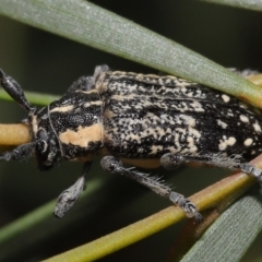 Ancita crocogaster at Acton, ACT - 6 Feb 2022