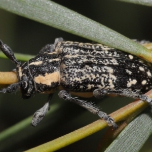 Ancita crocogaster at Acton, ACT - 6 Feb 2022 10:49 AM