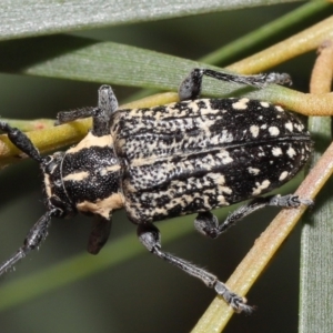 Ancita crocogaster at Acton, ACT - 6 Feb 2022 10:49 AM