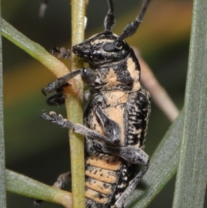 Ancita crocogaster at Acton, ACT - 6 Feb 2022 10:49 AM